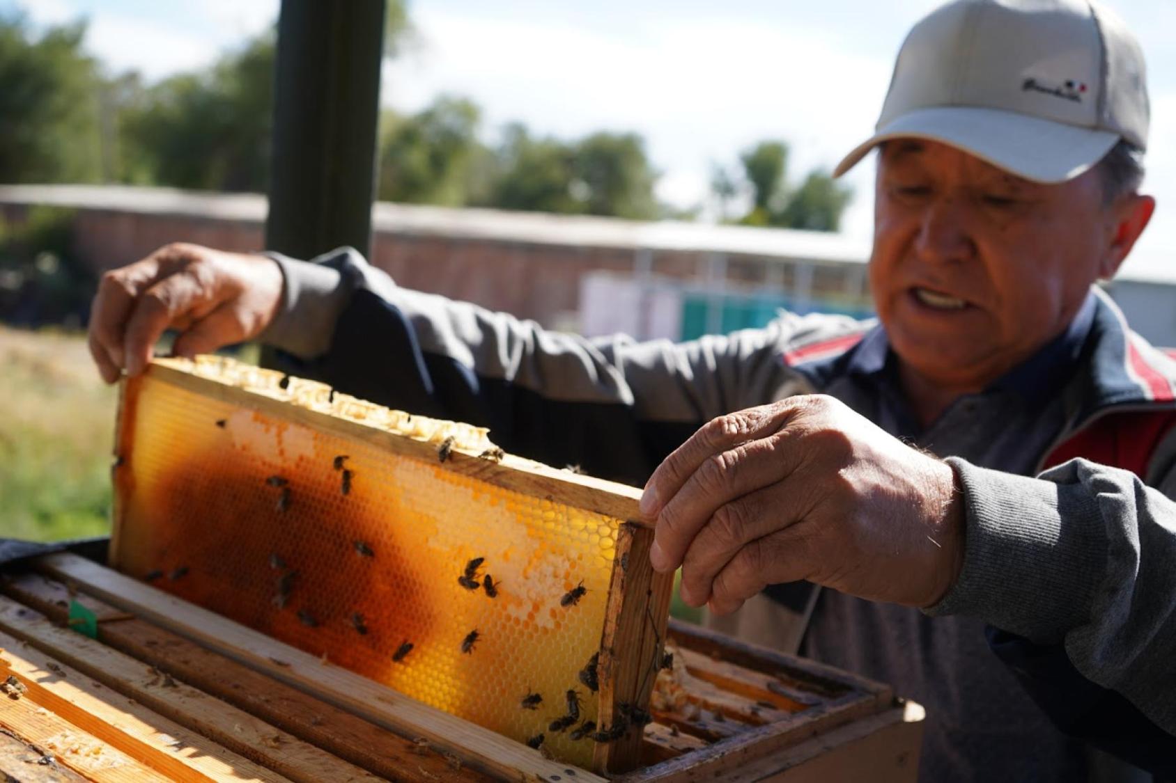 A beekeeper in a grey cap lifts a wooden frame with bees and honey