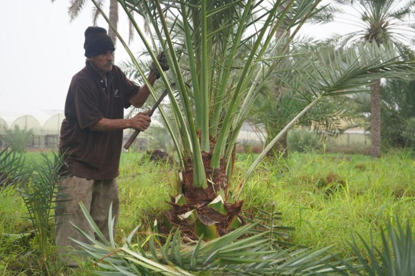 A farmer in dark clothes uses a sickle to cut a branch of a green palm tree in a farm in Bahrain
