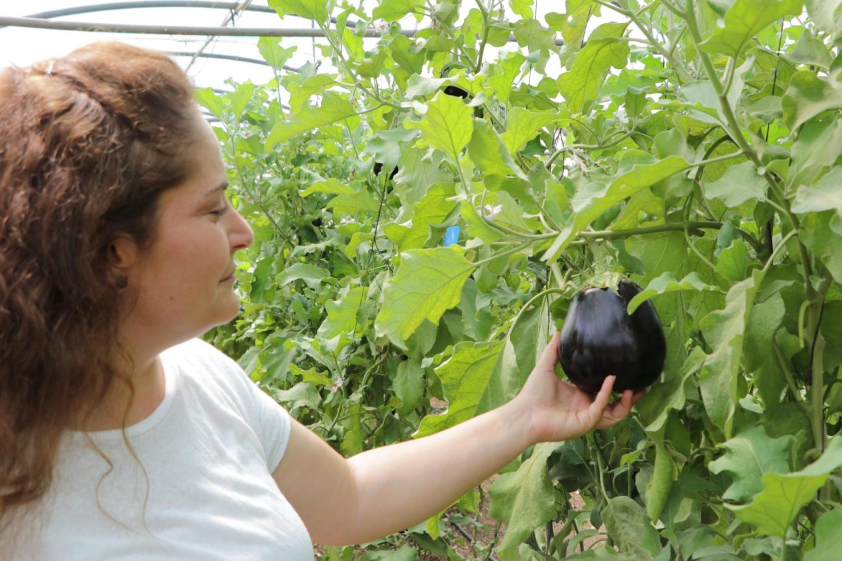A woman in a white shirt holds a dark purple eggplant growing on green vines.