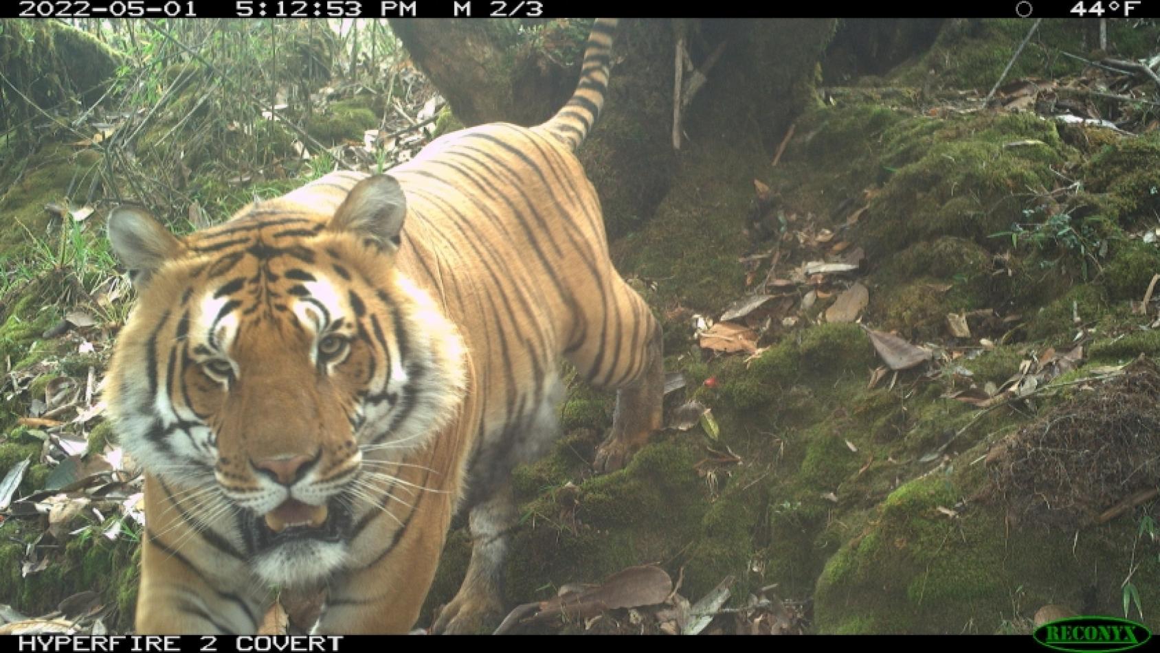 A camera trap of a Bengal tiger in Bhutan