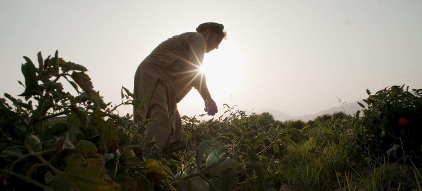 前罂粟种植农在阿富汗楠格哈尔省转种西红柿。