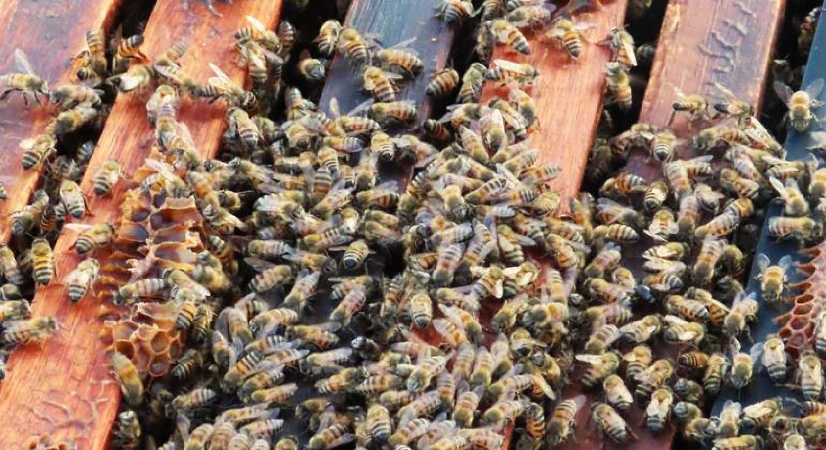 Пчели роятся на дощечках улея