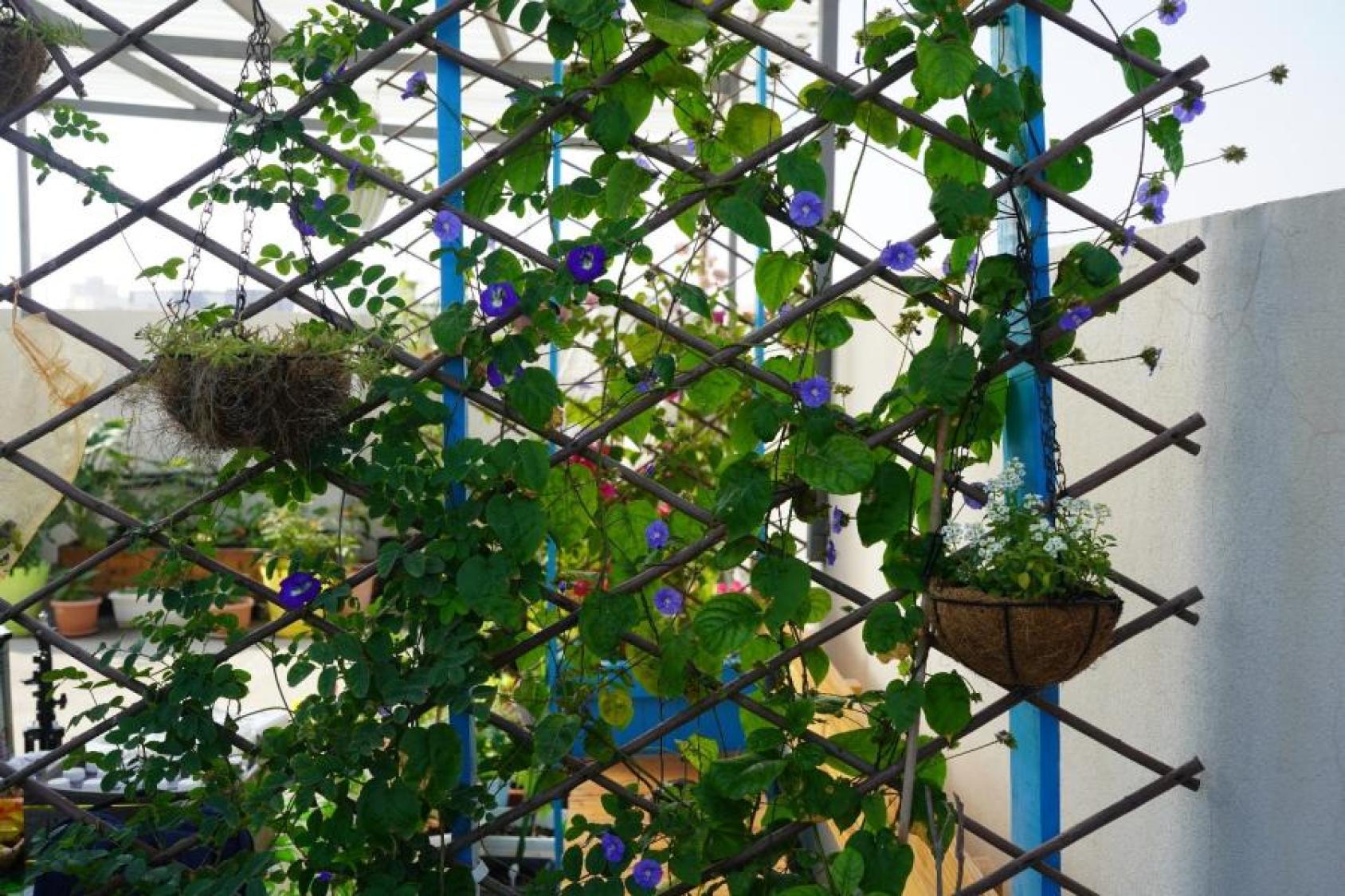 A plant vine on a rooftop garden