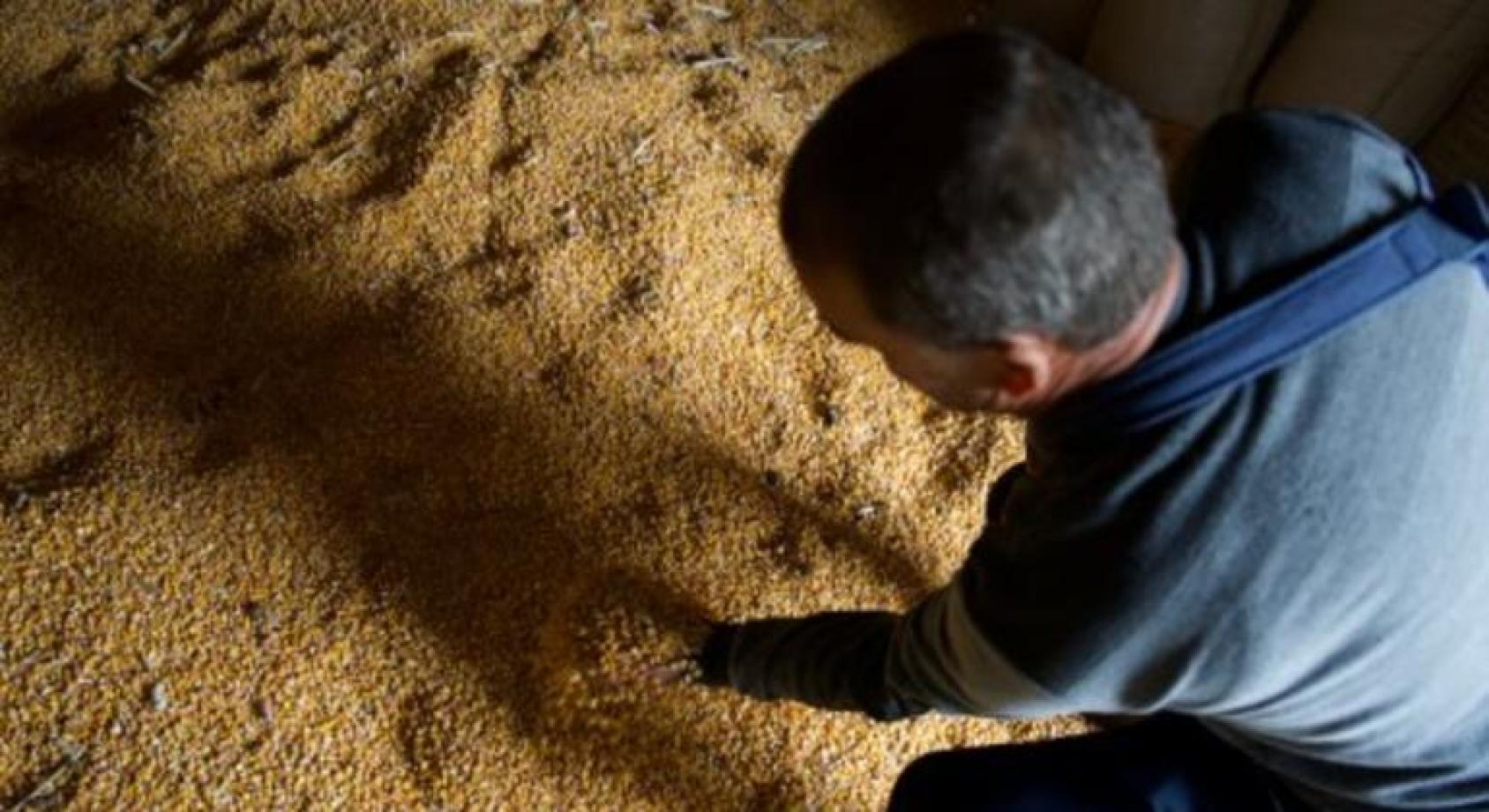 Взгляд с высоты на затылок мужчины, трогающего зерно на полу зернохранилища