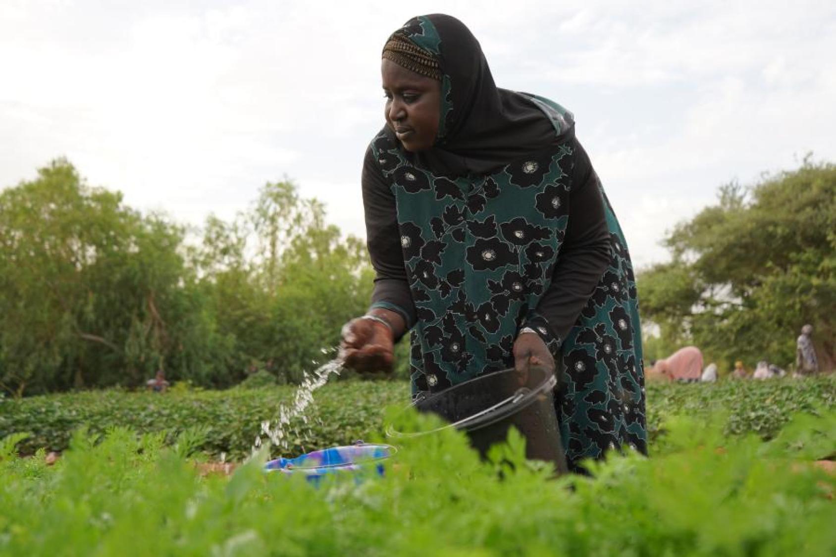 A woman in a black dress and headscarf watering a green farm
