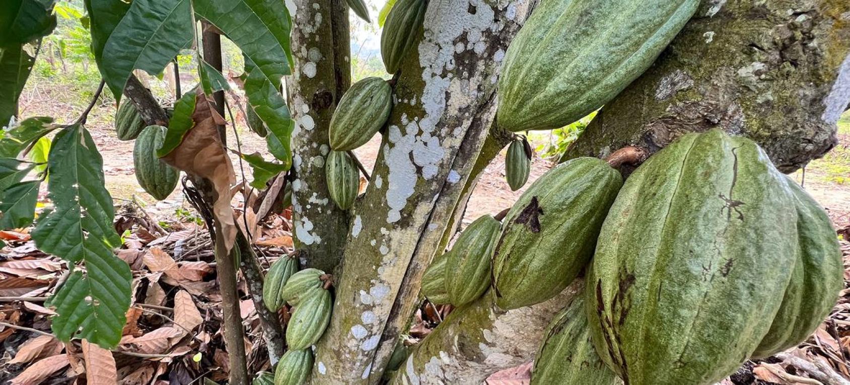 Giant green pods of cacao grow on the brown bark of a tree in Haiti