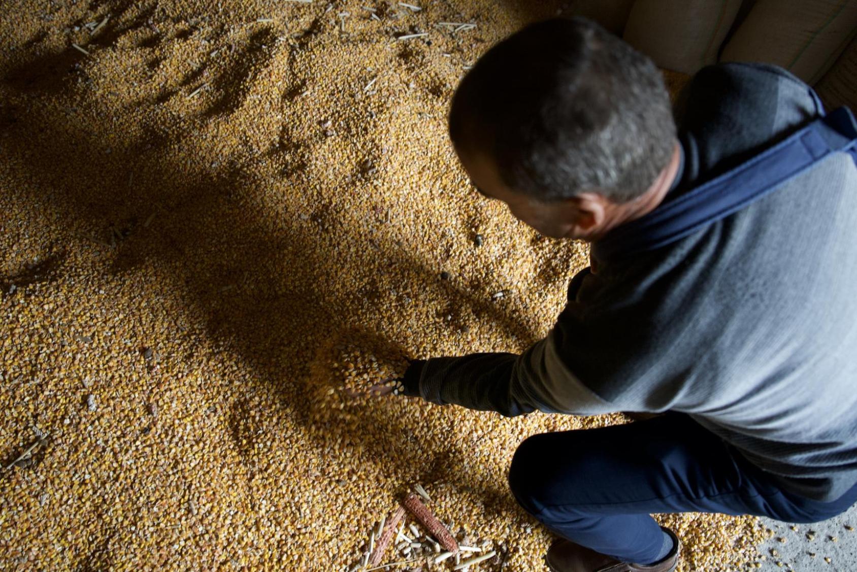 A man on a blue shirt and blue cast crouches over seeds in a grain barn 