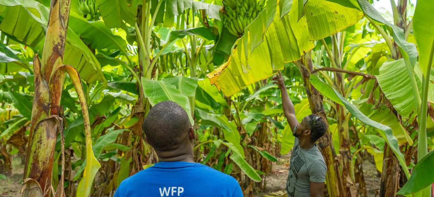 A man in a blue shirt with the WFP logo stands underneath green banana leaves and trees
