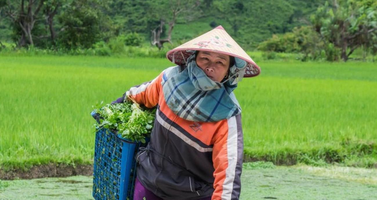 A female worker collecting agricultural produce  in Xieng Khouang Province, Lao PDR.