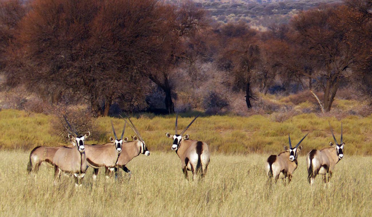 Manada de gacelas órices en una reserva en Namibia.