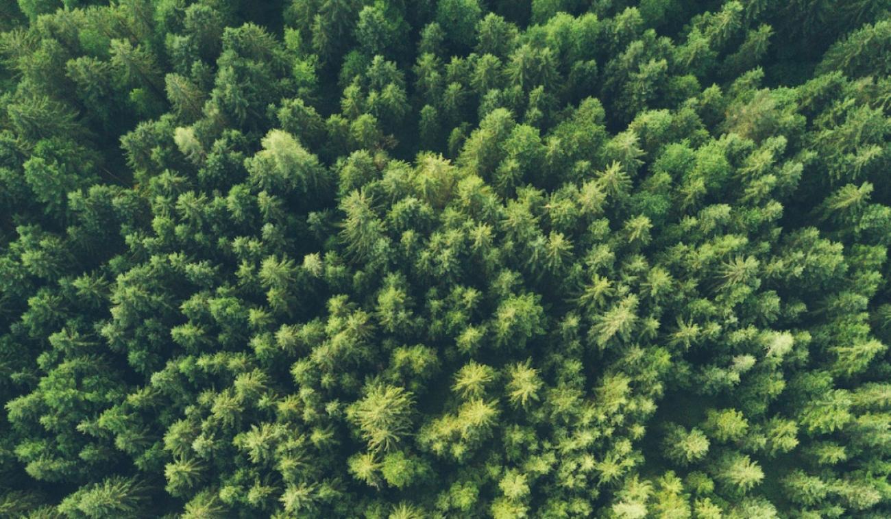 Aerial view of a lush green forest.