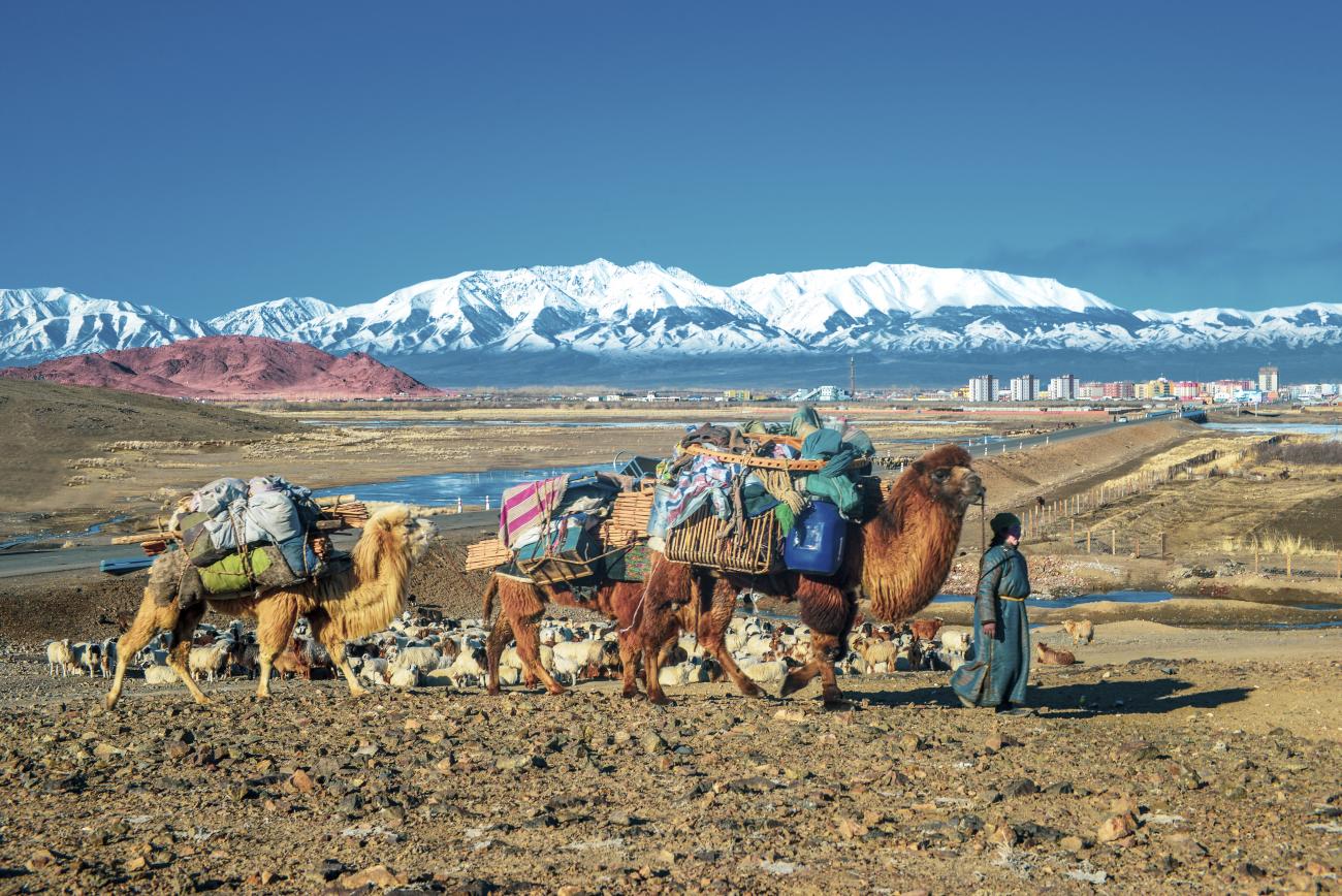 Au milieu de steppes mongoles, une personne marche, suivie de trois chameaux transportant une grande quantité de provisions. En arrière-plan, au loin, on aperçoit une chaîne montagneuse enneigée.
