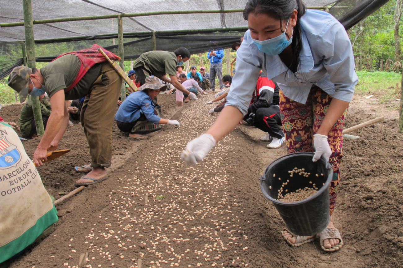 ГООНУР | Законные деньги: лаосские фермеры теперь вместо опиума выращивают  кофе