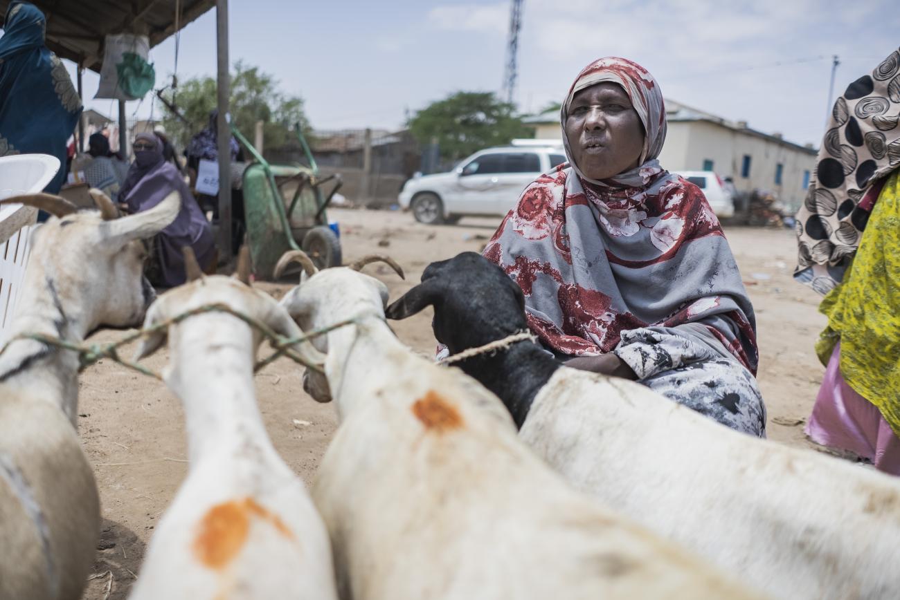 在一个露天牲畜市场，一名妇女坐在山羊旁边。