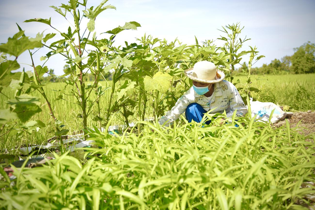 Una mujer trabajando en el campo de hortalizas.
