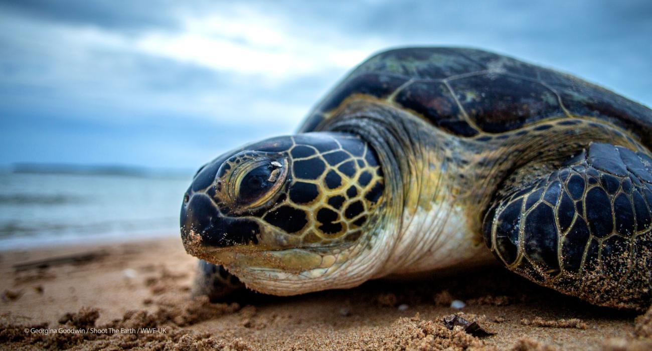 A green sea turtle crawling across a beach.