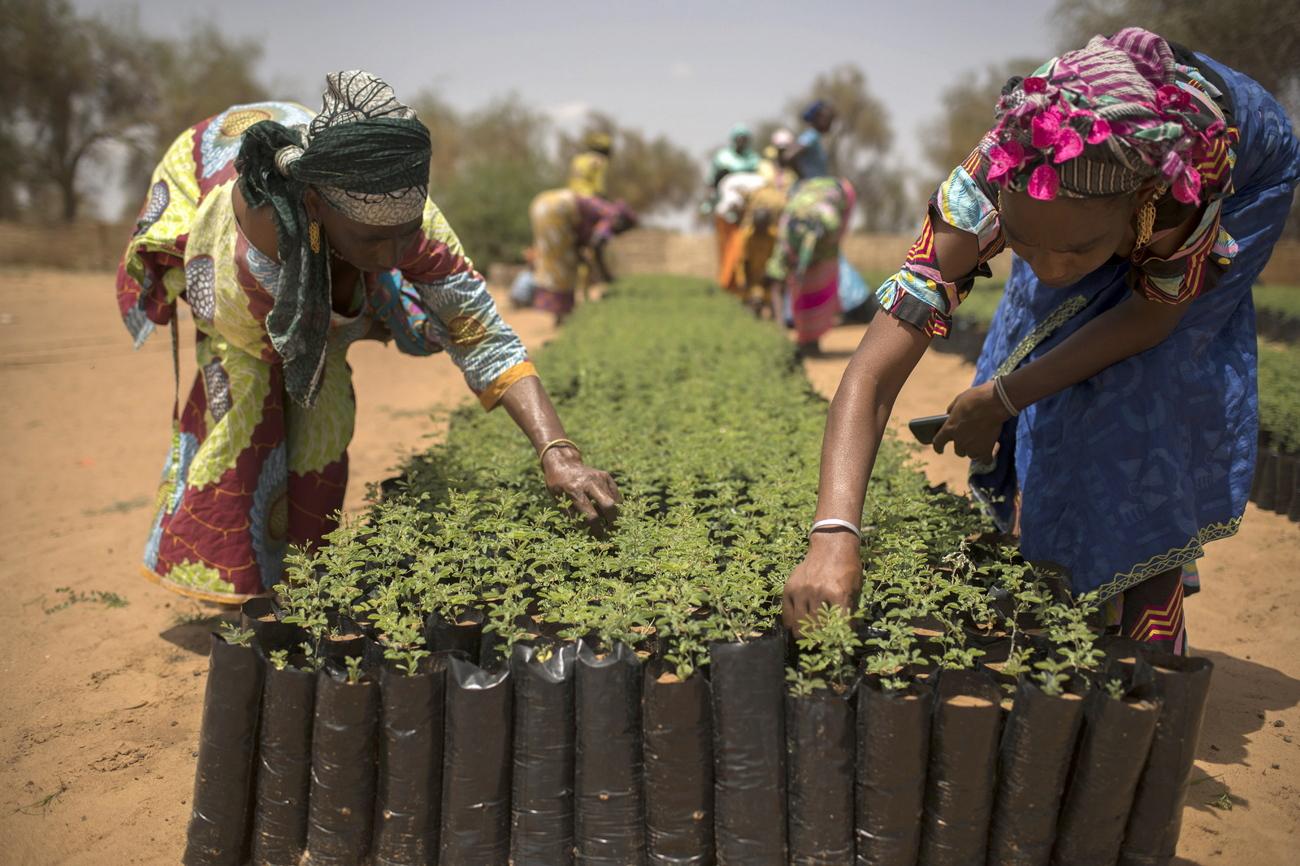 塞内加尔村民在构成绿色长城一部分的苗圃中工作。