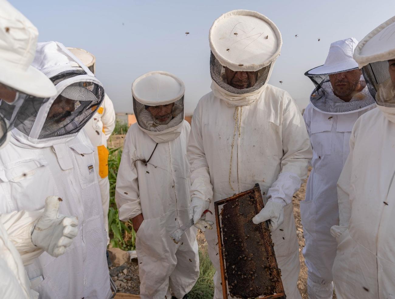 Beekeepers wearing protective suits and inspecting the bee hive.