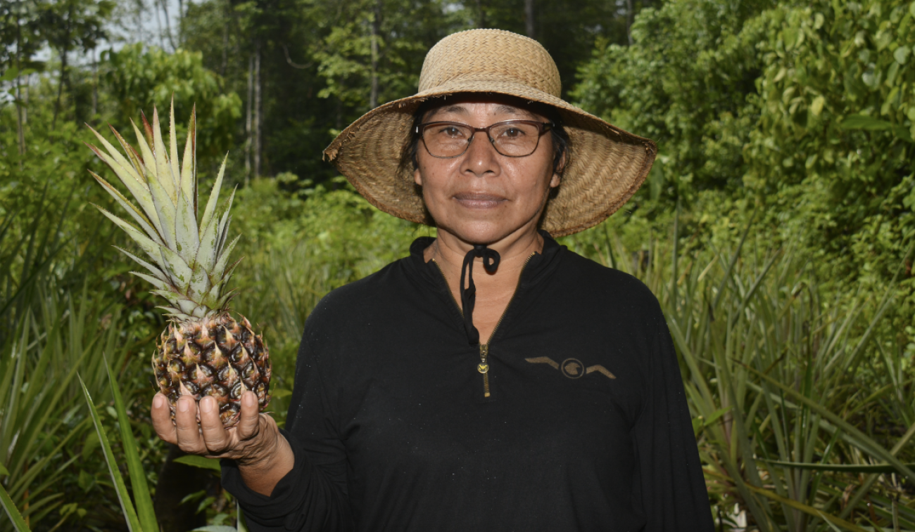 Dans une plantation d'ananas au Suriname, une femme de la localité autochtone de Lokono (Arawak) est photographiée portant un chapeau de paille et un chemisier noir et tenant un ananas dans la main droite en regardant la caméra.