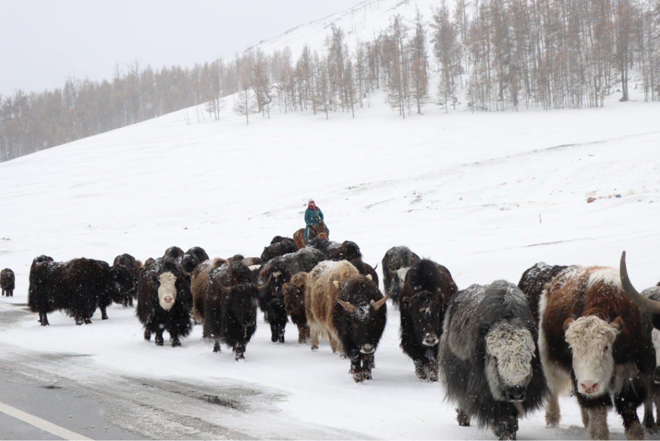 Herd of yaks walk along the road in snow 