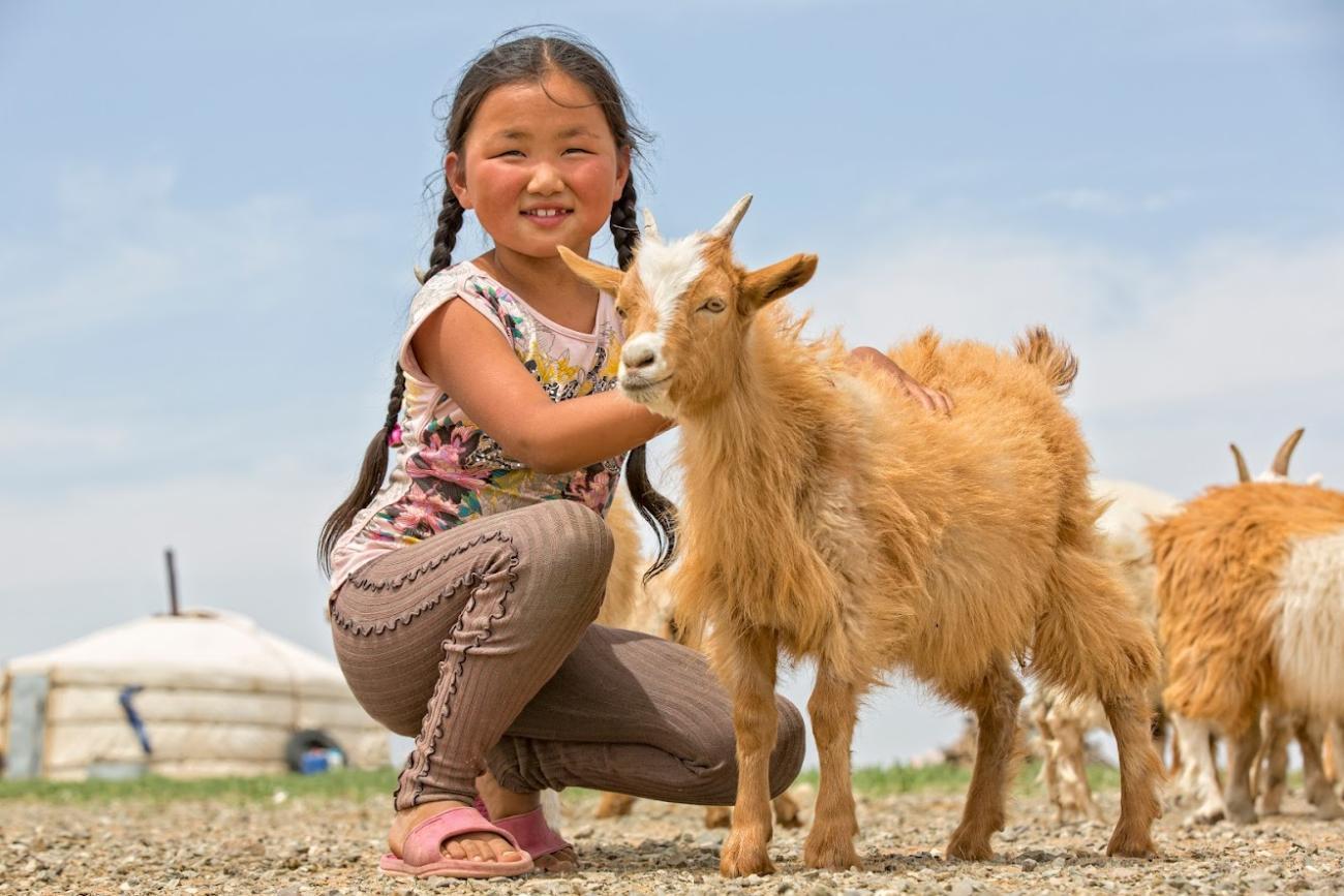 A young Mongolian girl in braids and rosy cheeks kneels and pets a furry brown goat in front of a yurt