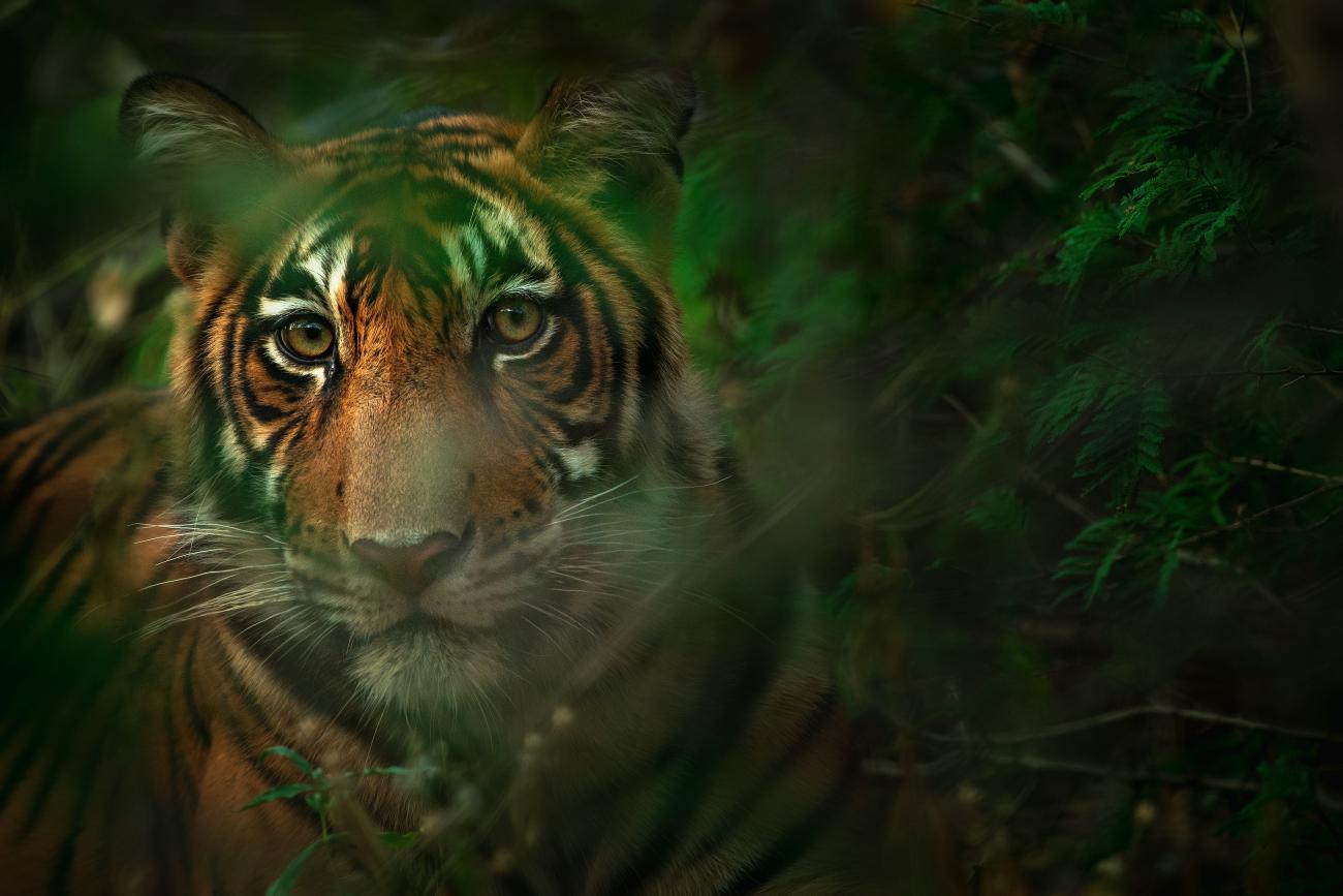 An image of a tiger hiding amid green bushes