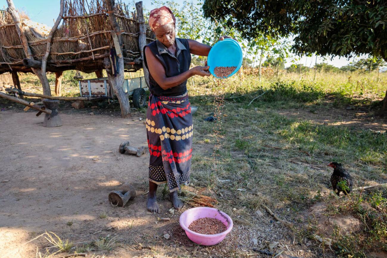 A woman in colourful dress pouring grain from a blue basket to a pink one, in a sparsely populated farm