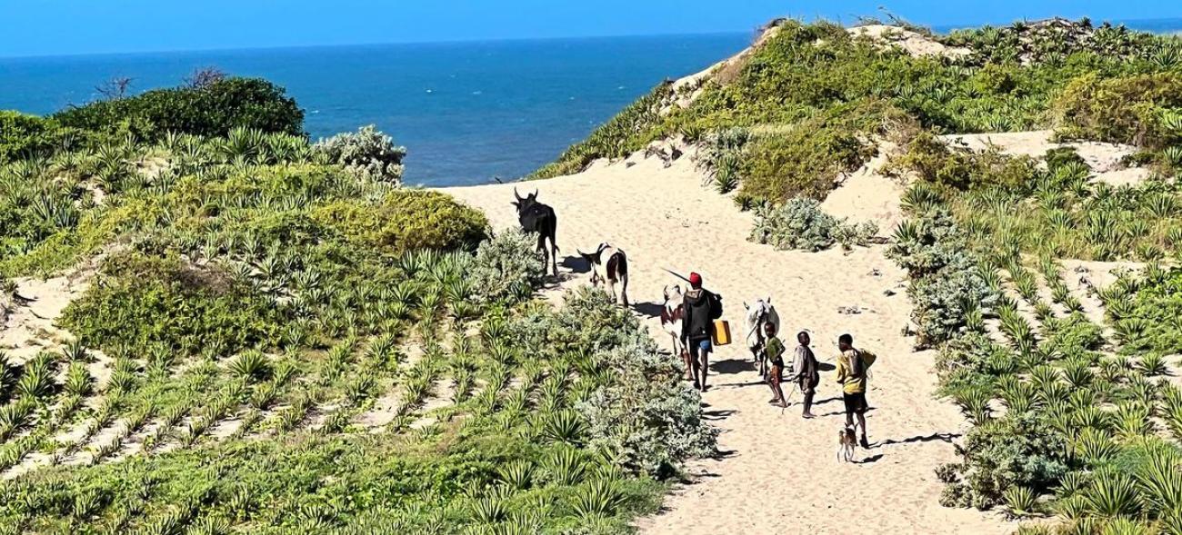 UN News/Daniel Dickinson Les communautés du sud de Madagascar plantent du sisal pour protéger les terres de l'érosion et de la dégradation.