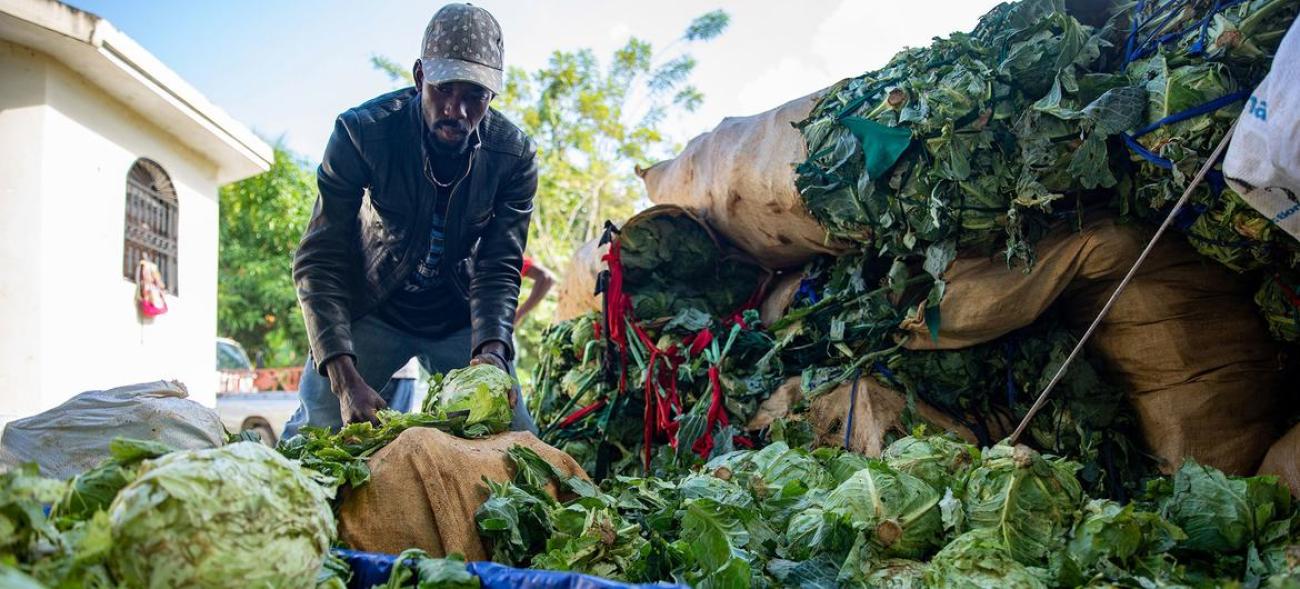 A man in a blue shirt and grey cap crouches over sacks of green vegetables on the ground.
