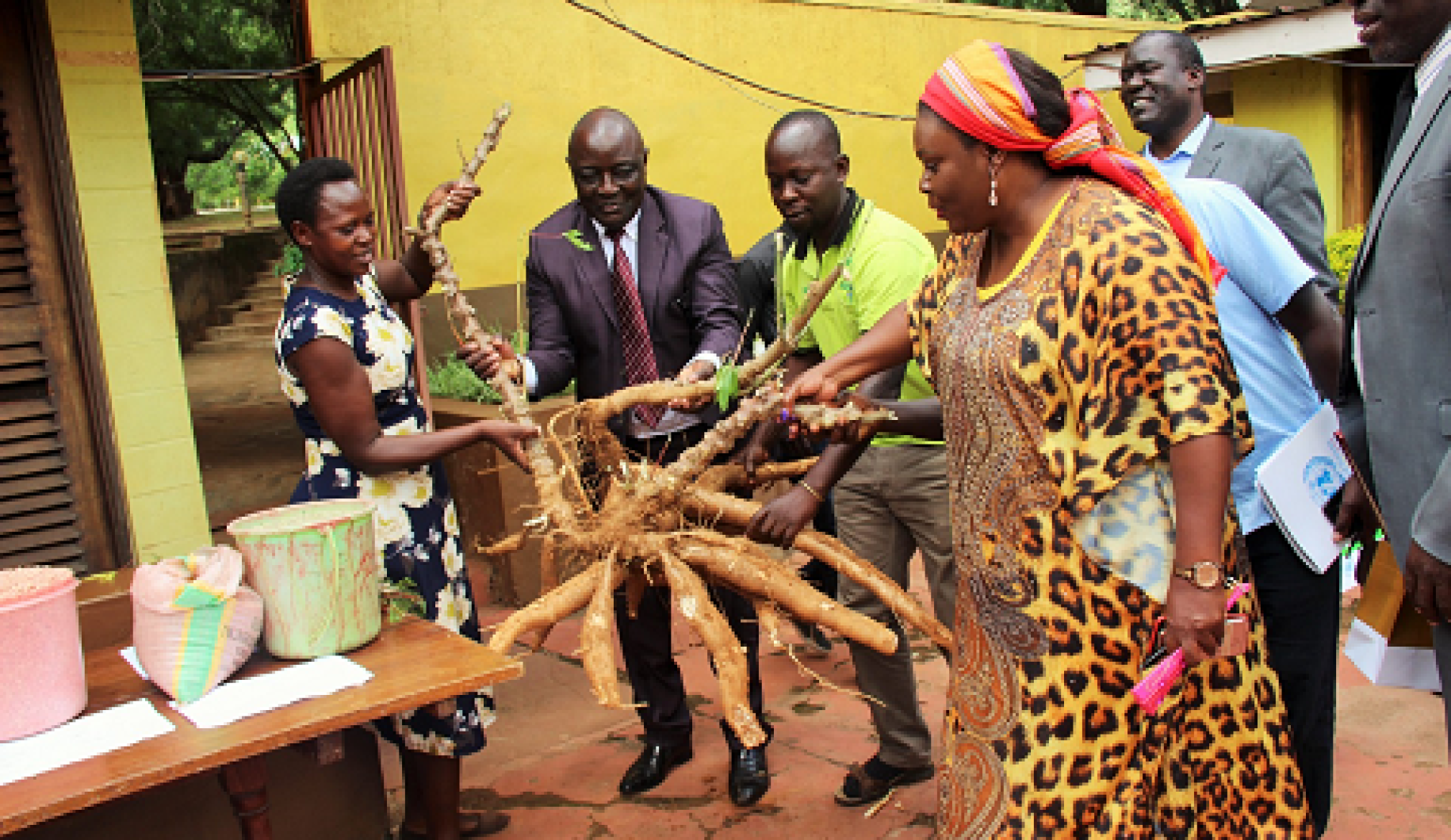 Women and men hold up a large cassava plant