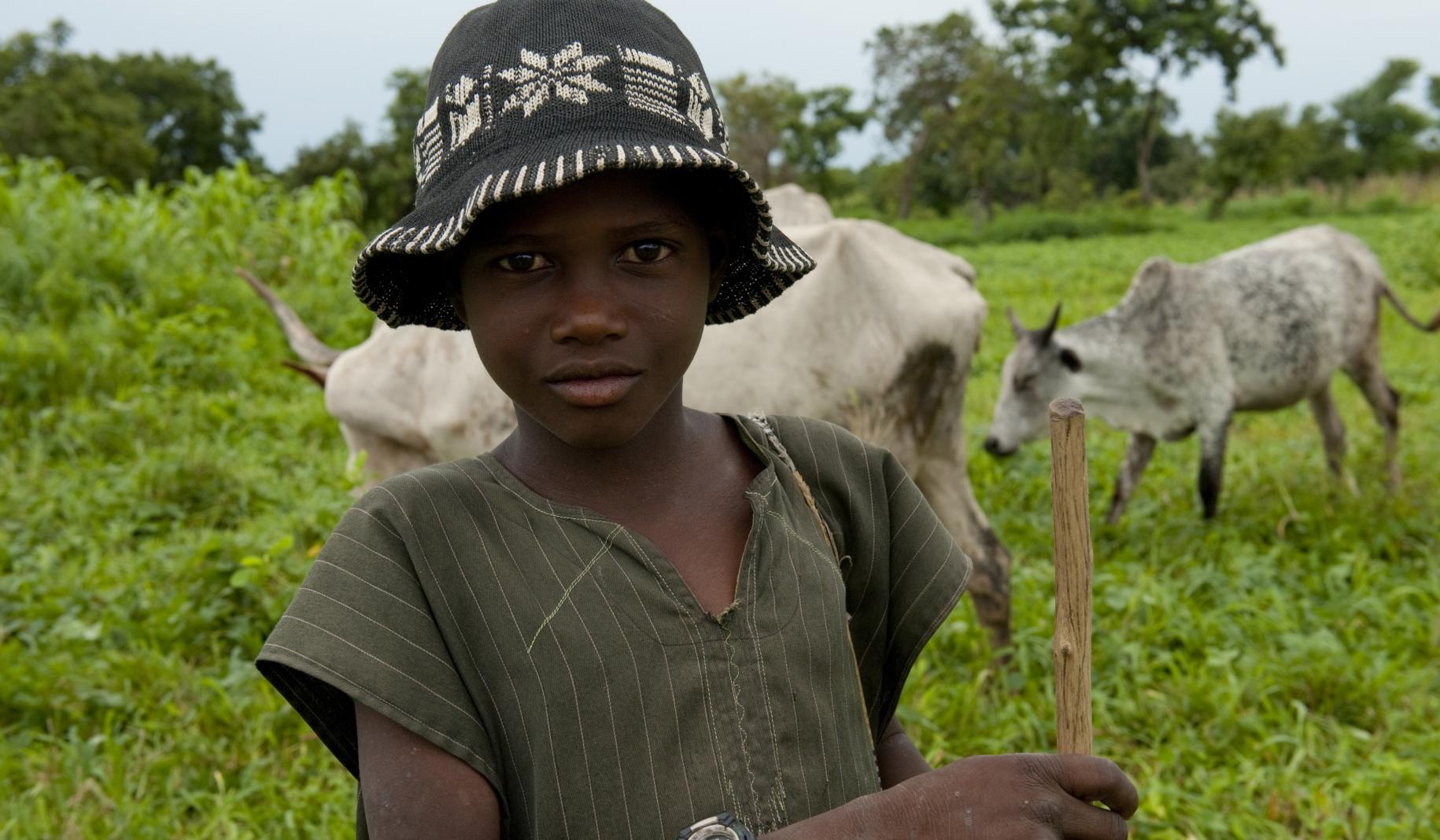 Young boy stands in a field in front of cattle.