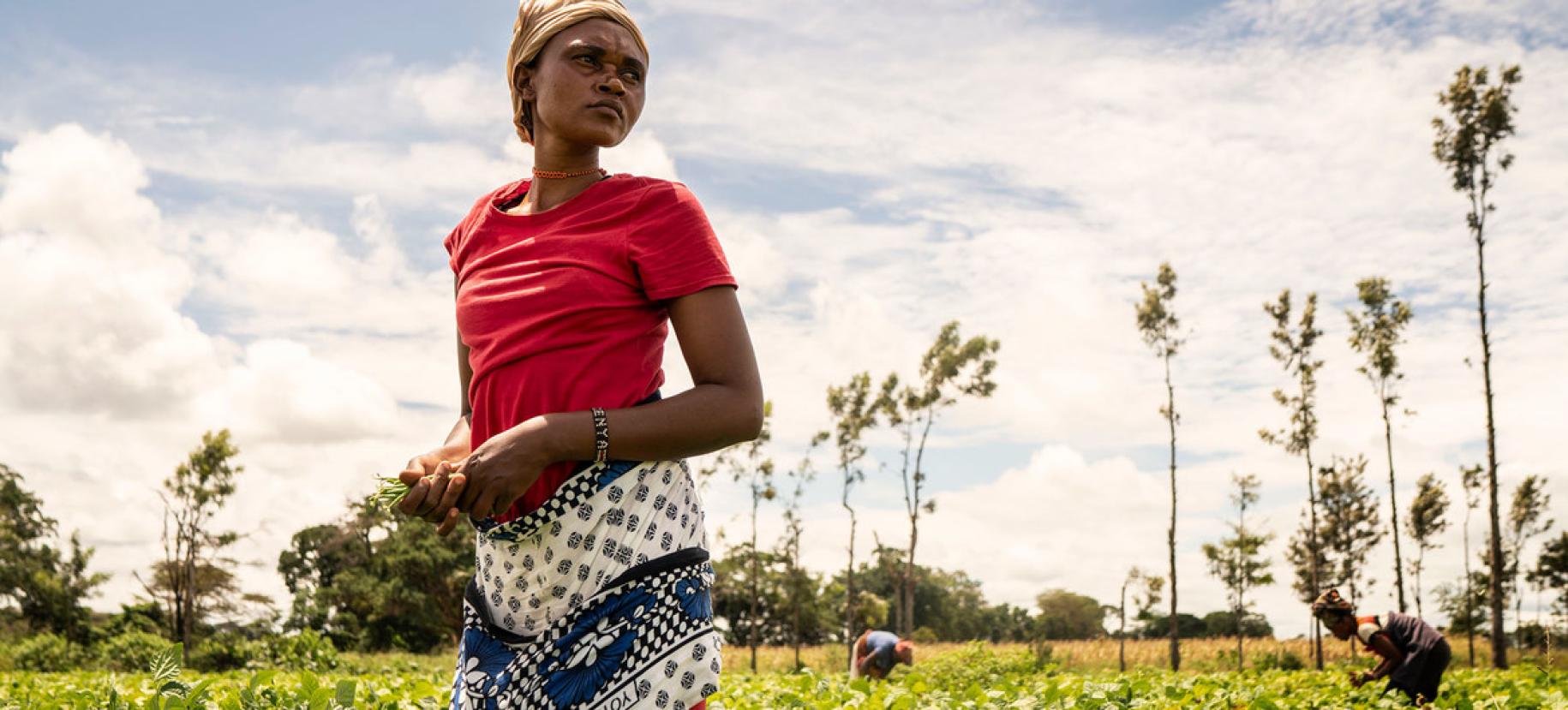 A woman harvests beans on a cooperative farm in Kenya.