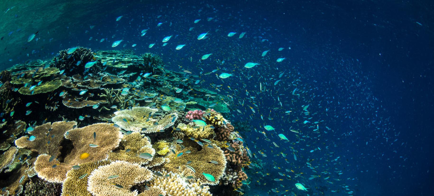 A close look at the Great Barrier Reef in Australia.