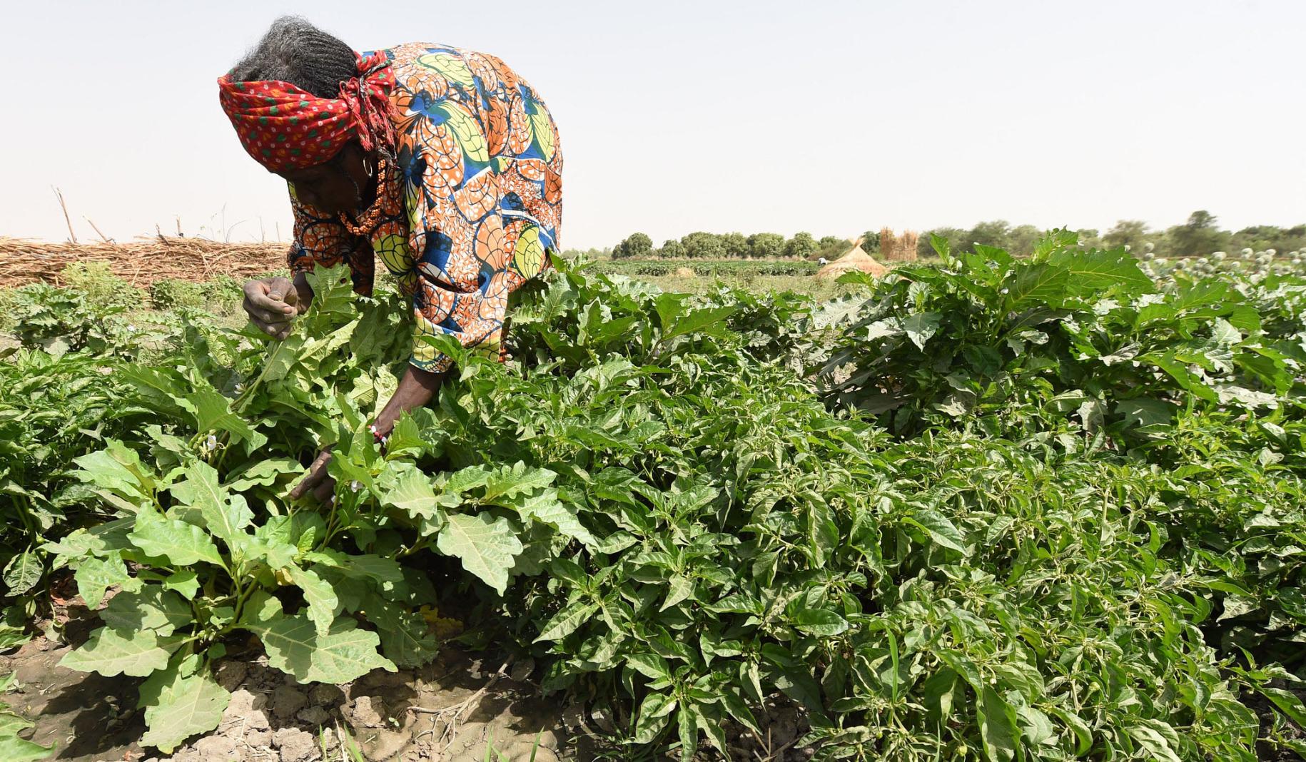 Une agricultrice travaille dans un champ de poivrons créé dans le cadre d'un projet agricole soutenu par la FAO.