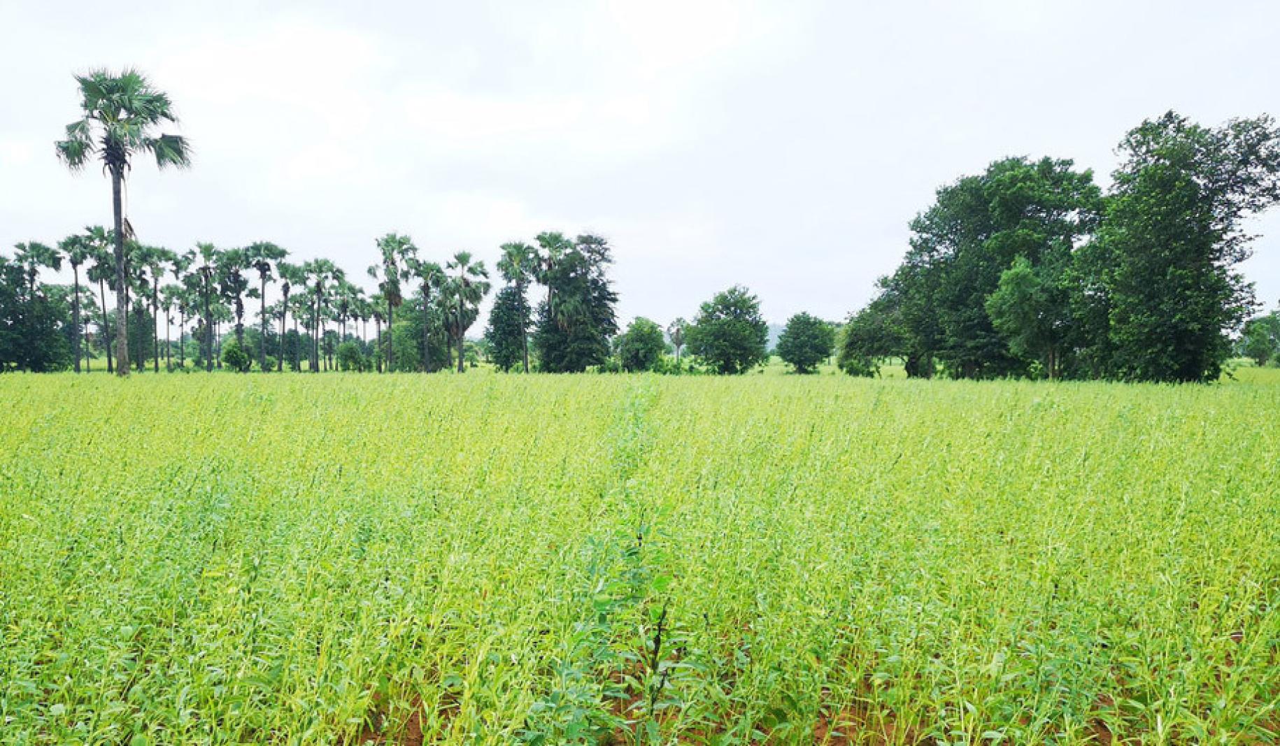 منظر خلاب لأرض زراعية خضراء مورقة في ميانمار.