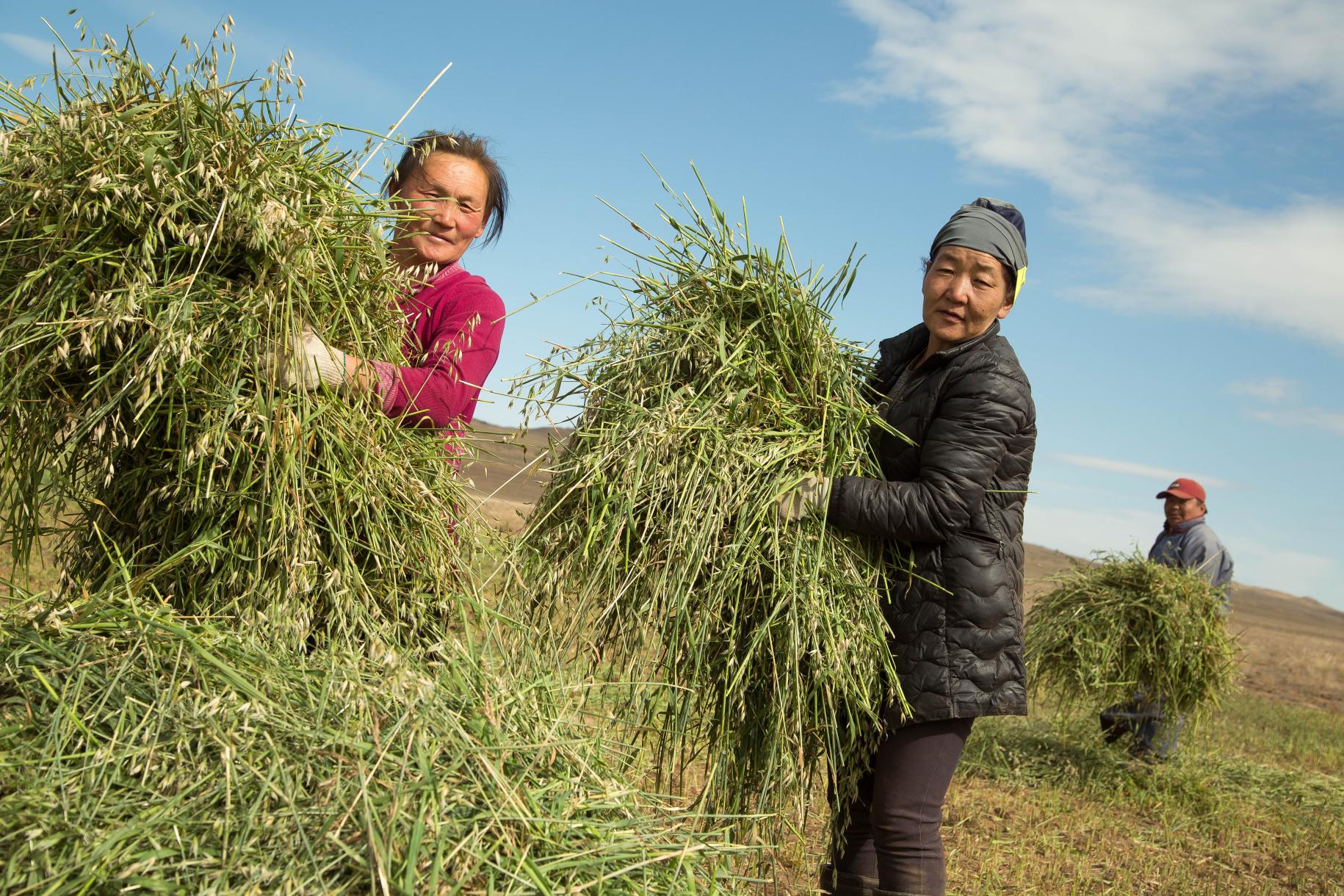 Tres personas en un campo cosechado movilizan manualmente grandes manojos verdes.