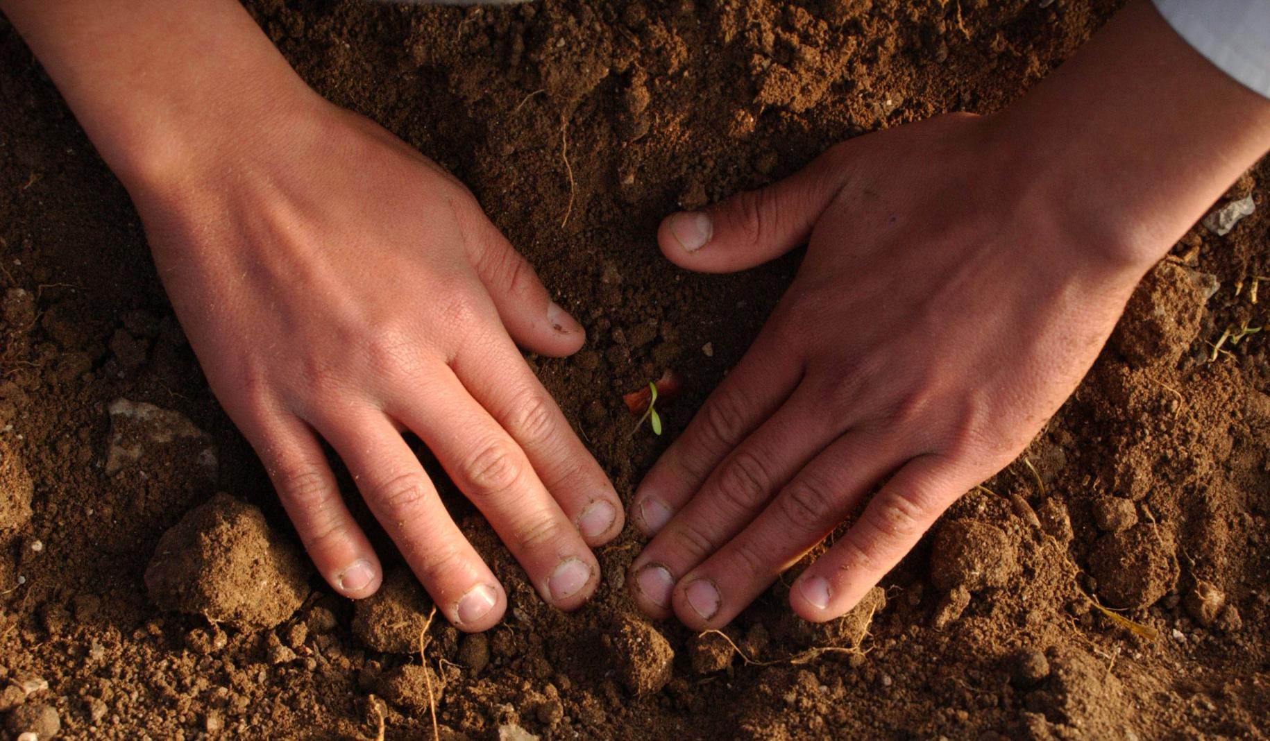 Two small hands placed side-by-side on soil as a little plant sprouts in between the hands. 