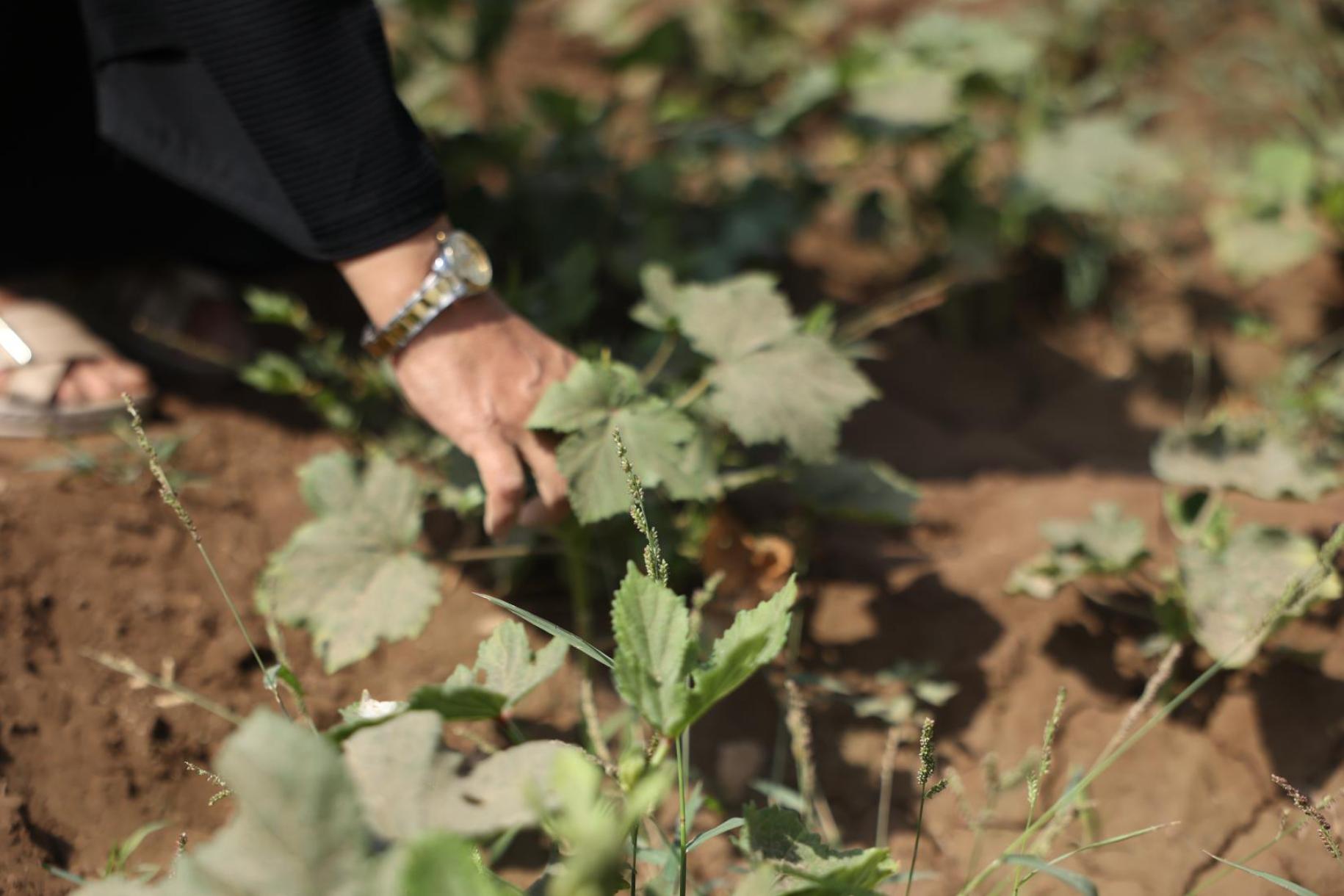 Close-up of a woman's hand tending her crops.