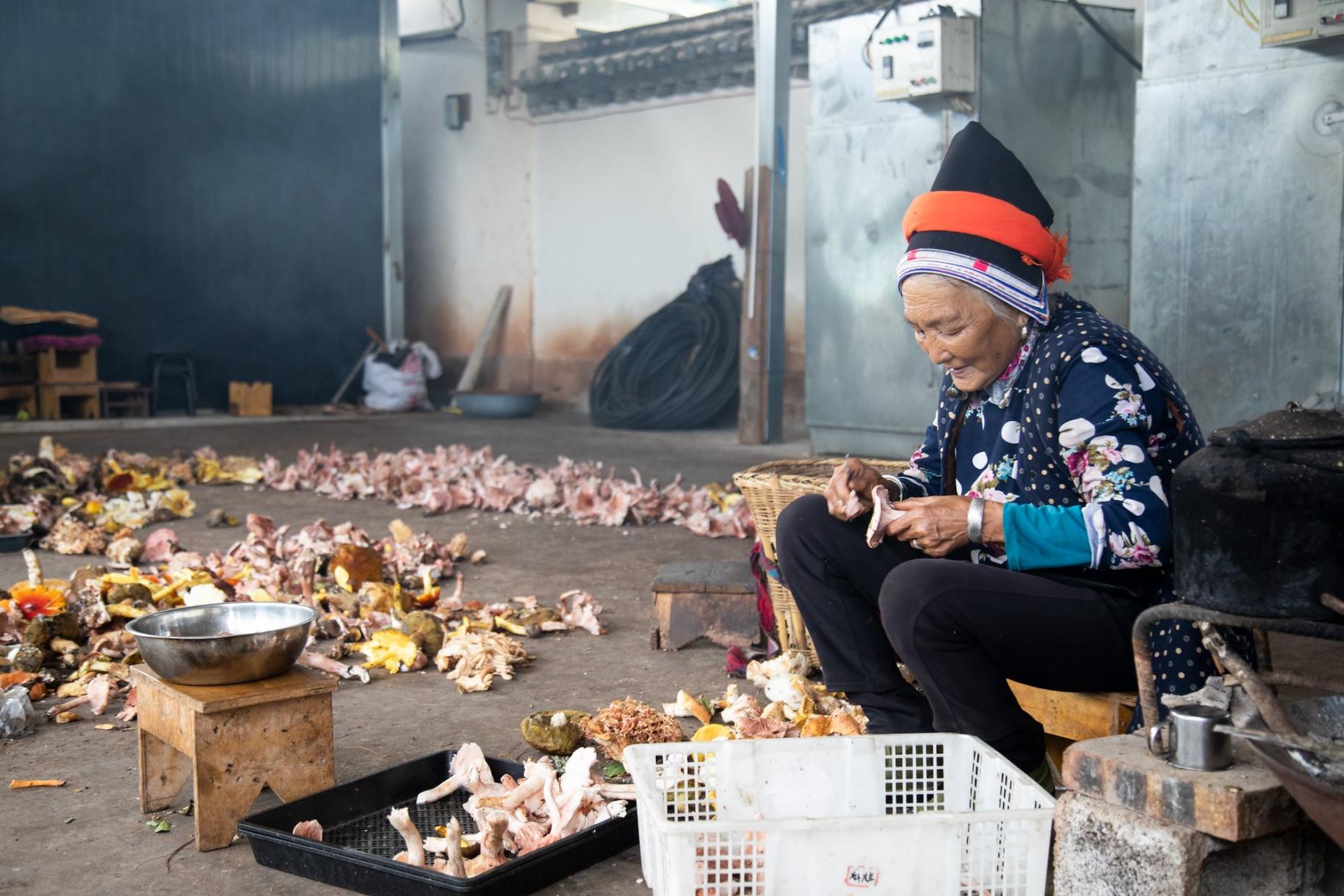 Une femme âgée issue d'une minorité ethnique en Chine est assise sur un petit banc en bois et trie patiemment des champignons.