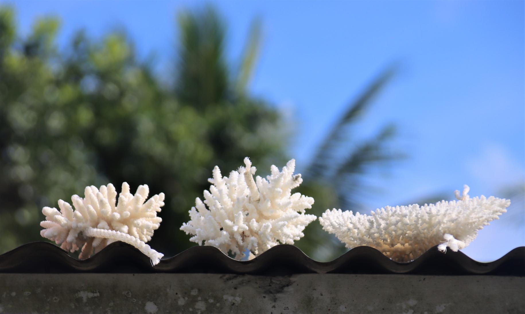 Proceso secado de corales blanqueados en Fiji.
