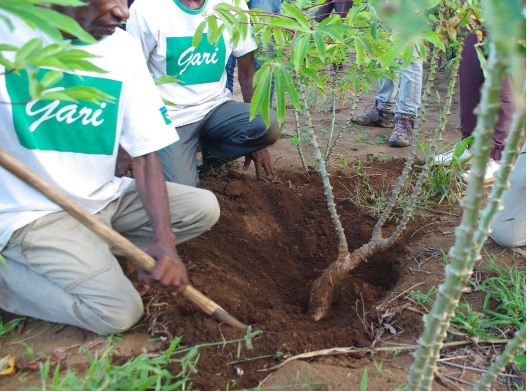 Two men in a white shirt are sowing a plant in the ground with farming tools