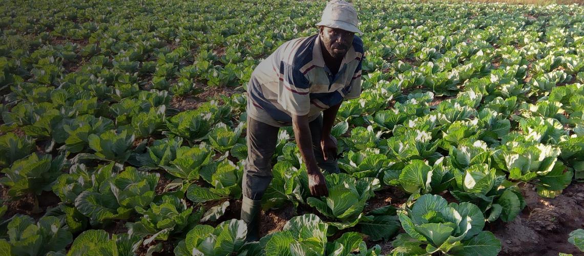 Un agricultor en un terreno atendiendo sus cultivos, en Ghana.