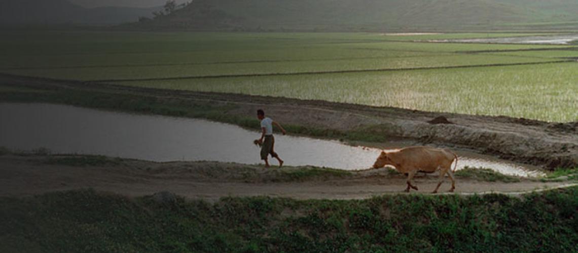 Un agricultor con una vaca cerca de Pyongyang, República Democrática de Corea.