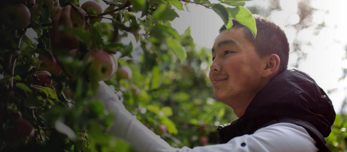 Salamat Sagynbekov, 15, in the backyard of his home, proudly pick apples for dinner.