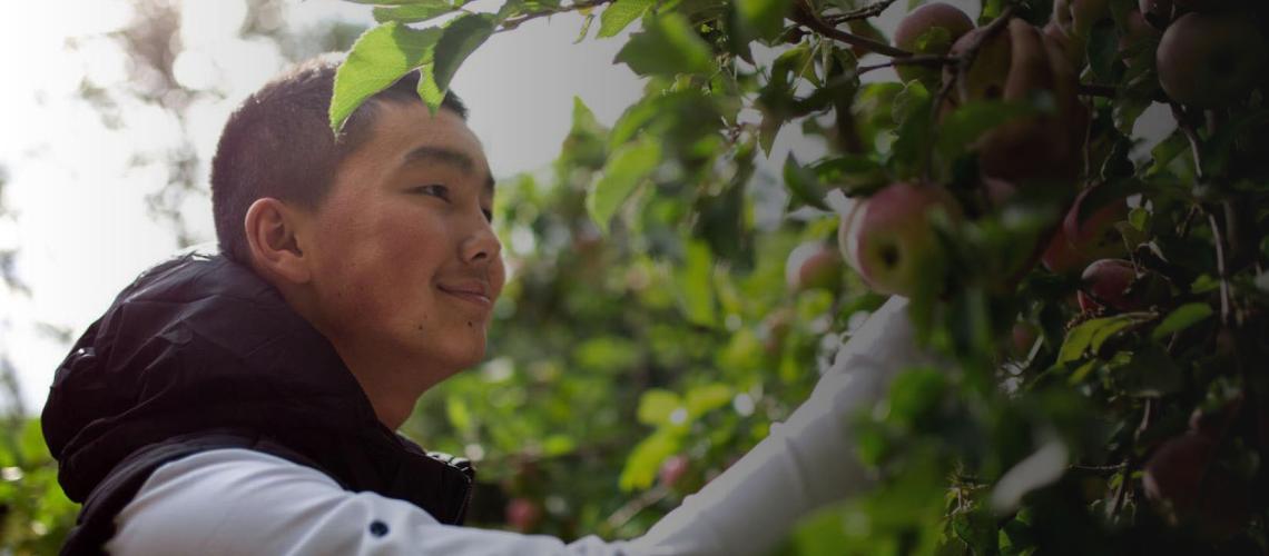 سلامات ساجينبيكوف، 15 عامًا، في الفناء الخلفي لمنزله، يقطف التفاح للعشاء.