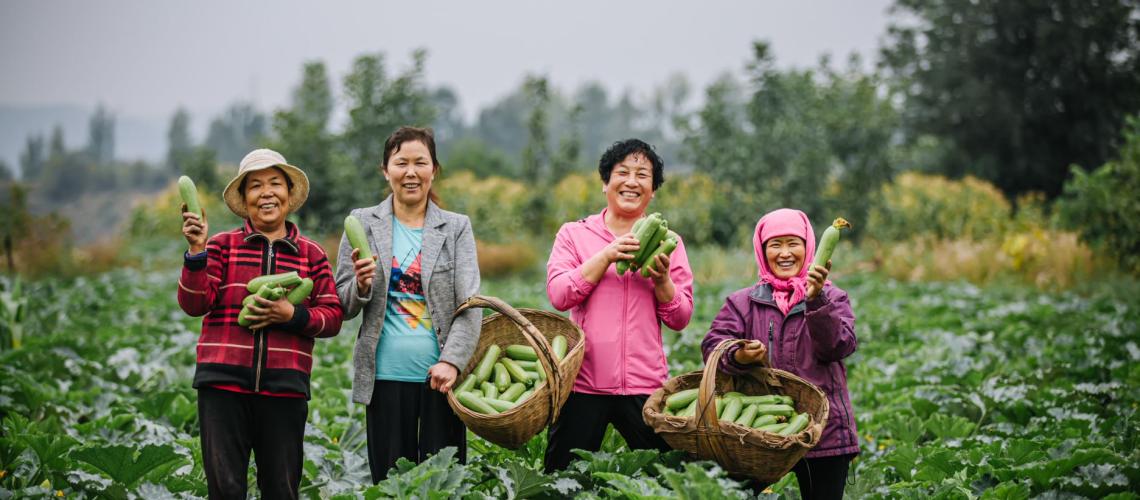 Four women are picking fresh vegetables in the garden.